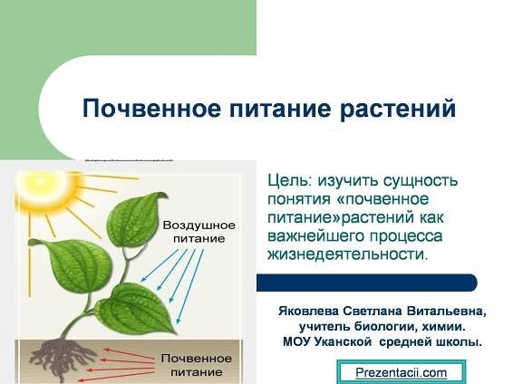 Части растений где протекает синтез - красивые картинки и обои на рабочий стол