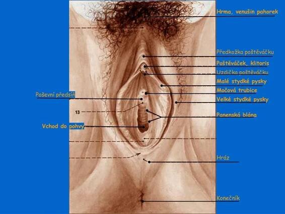 Hráz. Vchod do pohvy. Předkožka poštěváčku. Uzdička poštěváčku. Panenská blána. Konečník. Poševní předsíň.