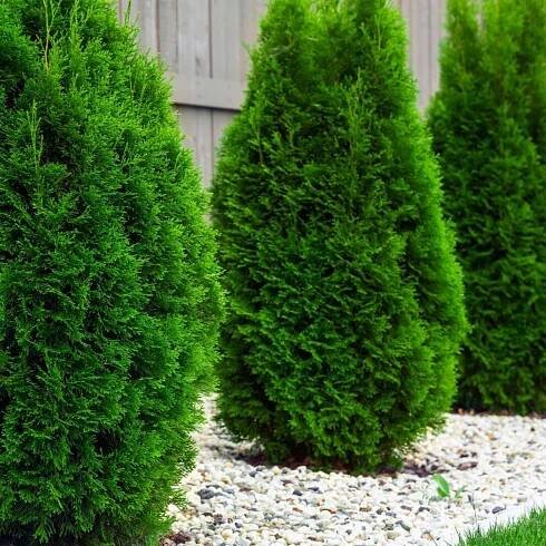 Arborvitae Pros And Cons - Disadvantages And Benefits Of Arborvitae Trees