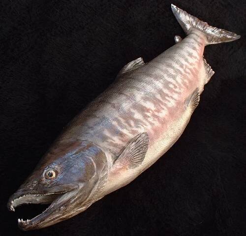 Spawning Male Chum2