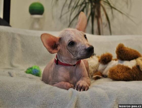 Mexický naháč standart (xoloitzcuintle standard) s PP