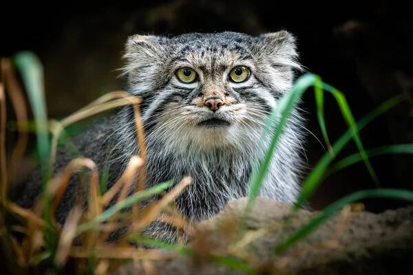 Manul