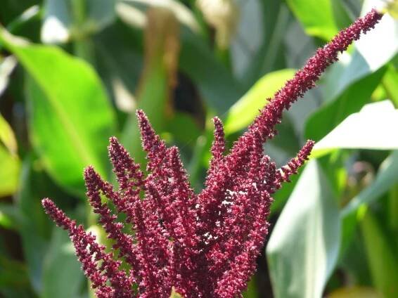 Amaranthus cruentus en flor
