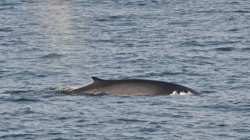 VIDEO: V Baltském moři plave velryba. Vzácný úkaz odborníky silně znepokojil
