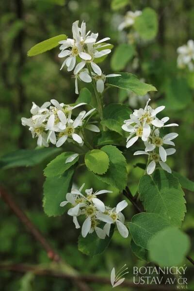 Amelanchier ovalis - muchovník oválný | Lukáš Hrdinka | Autoři | iBotky.cz