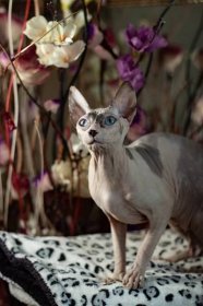 Holá a krásná: Koťata Sphynx - video - Chovatelská stanice Koček Donský sphynx a Ukrajinský levkoy