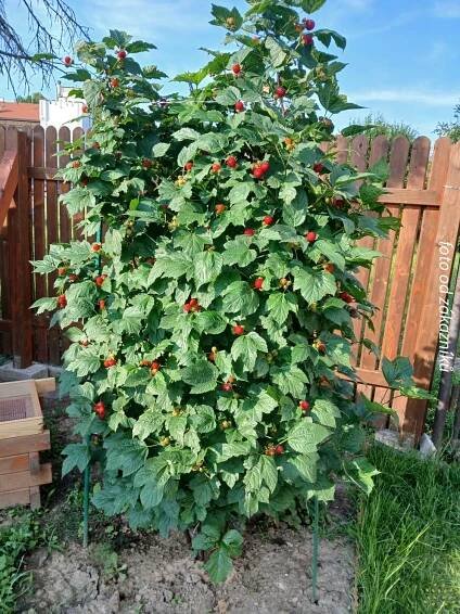Maliník Raspberry Tower PBR (kontejner p21) Druh rostliny maliny a ostružiny