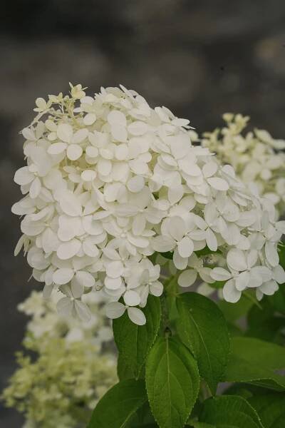 Wholesale — Wilson Plant Co