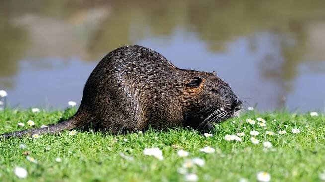 Ondatra pižmová (Ondatra zibethicus) – Vlodymyr Burdiak / Shutterstock