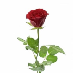 Červen�á růže RED CALYPSO 60cm (M)