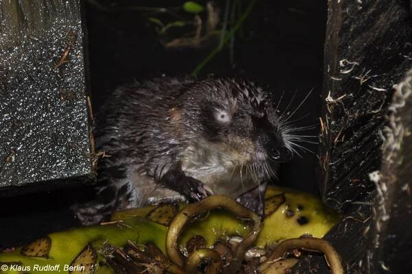 Obrázek - Desmana moschata (vychuchol povolžský) | BioLib.cz