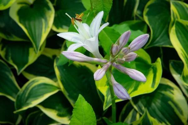 Bohyška 'Anne' - Hosta 'Anne'