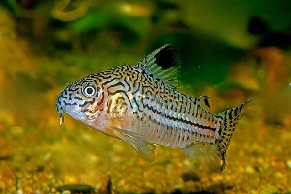 corydoras fish