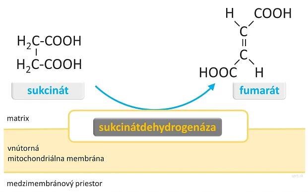 Dýchací reťazec - Šprt - sprt.sk