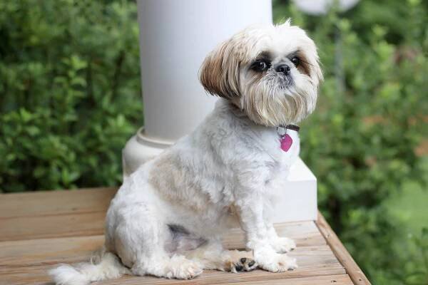 Getting Rid of Tear Stains around Shih Tzu Tear Eyes and Mouth