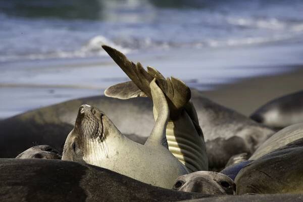 San Simeon, CA on Highway 1