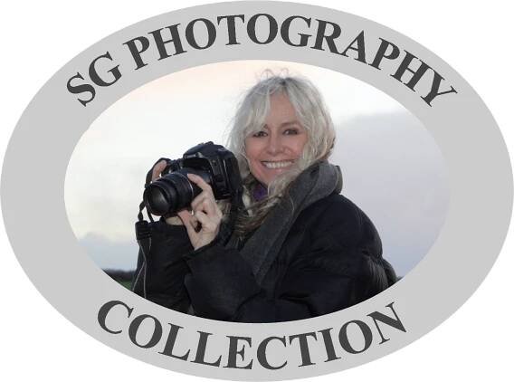 Natural Dog and Horse Products | Fine Art Photography | Susan George Online