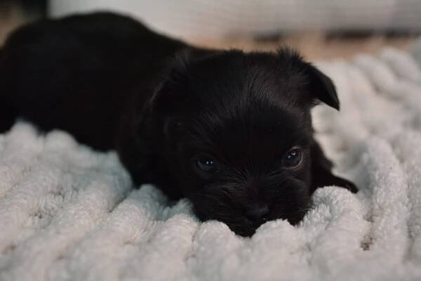 Eliot -Male Morkie