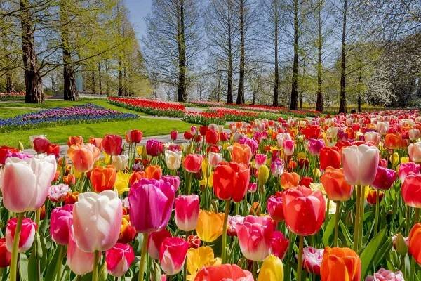 Co s odkvetlými tulipány + fotografie od našich čtenářů
