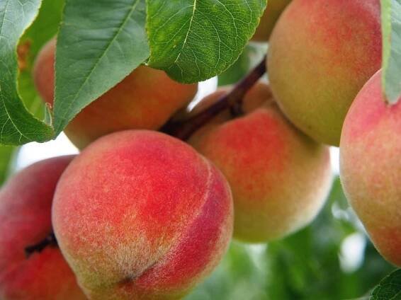 Montana Fruit Tree Company