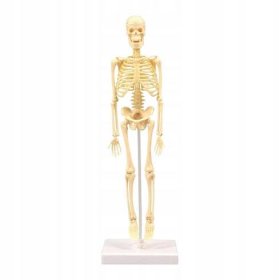 Anatomická anatomie člověka model skeletu