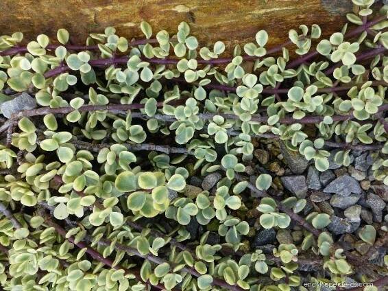 Portulakárie africká (Portulacaria afra var foliis-variegatis)