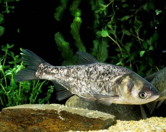 Stříbrný kapr, hypoftalmichthys molitrix, dospělý — Stock obrázek