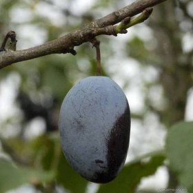 Slivoň švestka (Prunus domestica), plody, plodenství