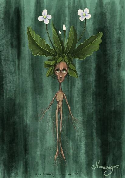 Mandragora