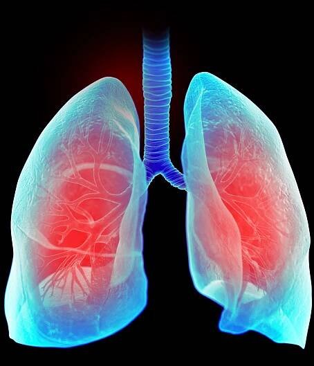 A stock illustration of the human lungs | Source: Getty Images