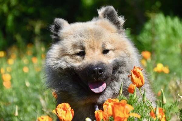 Pes, Pes Eurasier, Pes Plemene