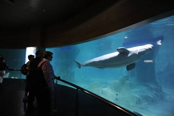 AZC » VALENCIA OCEANOGRAPHICO