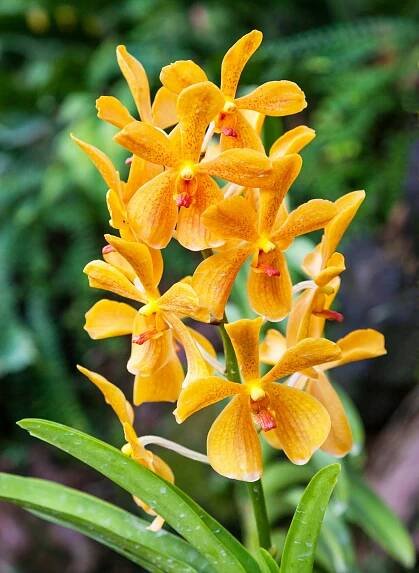 Orange Orchids