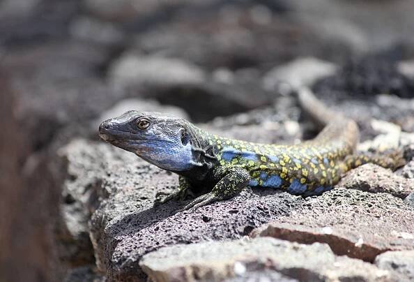 Tierfotografie in der freien Natur, im Wildpark und Zoo