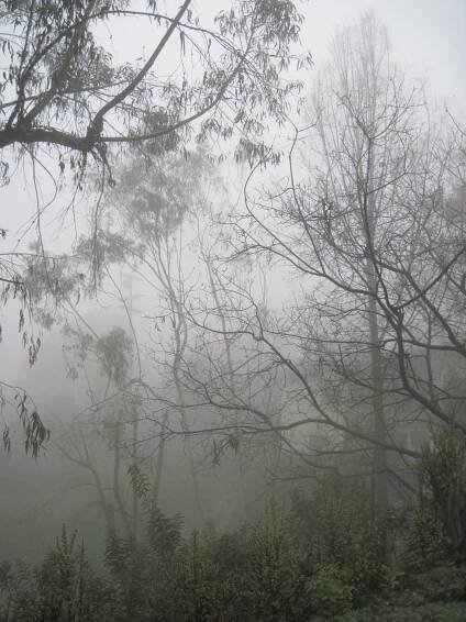 WALK WITH ME: Foggy Misty Rain
