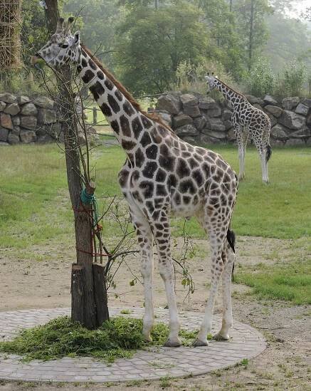Žirafák Bořek mění Plzeň za Safaripark ve Dvoře Králové