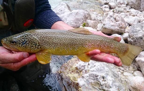 Řeka Soča | FishTime