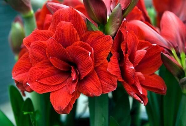 Hvězdník  (Hippeastrum) kultivar Double Dragon'