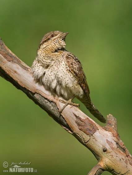 Krutihlav obecný | Naturfoto.cz
