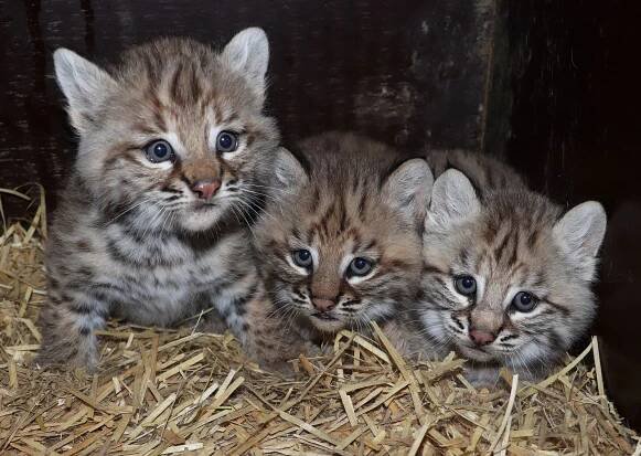 Trojčata rysa červeného úspěšně odchovává plzeňská zoo, babyboom hlásí také u lemurů