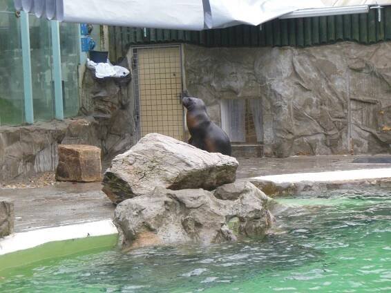 Unikátní liberecká ZOO. Místo, kde uvidíte bílé tygry i vzácné orly nejmenší