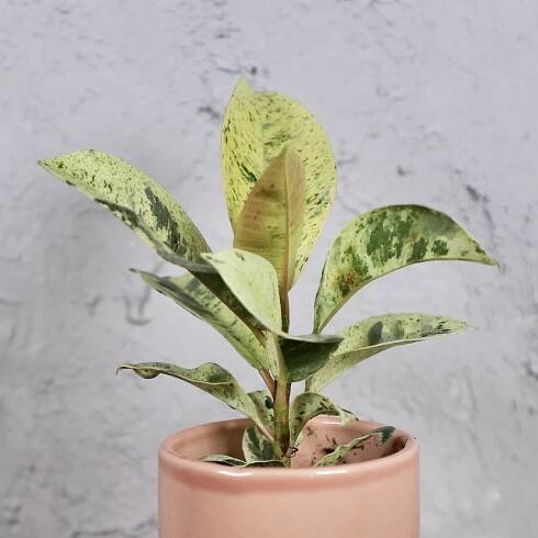 Ficus Elastica Shivereana baby 2