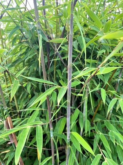 Fargesia Violett Woods Halme