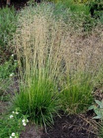 Deschampsia cespitosa – Tufted Hair Grass