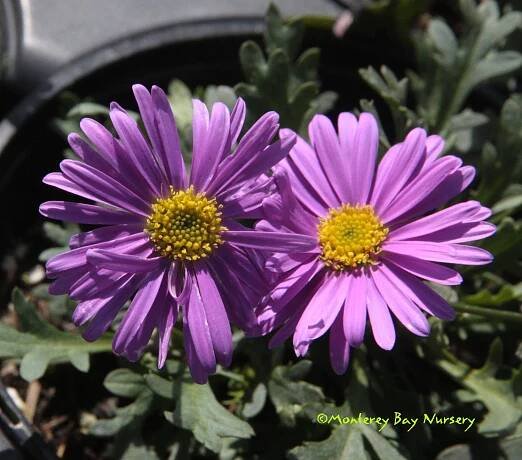 Monterey Bay Nursery plants - B