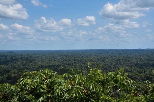 grüne Landschaft, Dschungel, Suriname