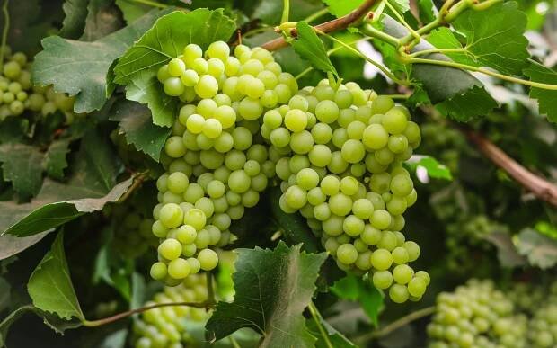 Grapevines could offer a breakthrough alternative to plastic packaging