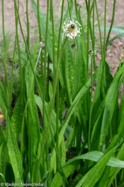 Plantago altissima – jitrocel nejvyšší