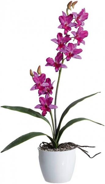 Orchidej 60cm fialová (bez květináče)_0