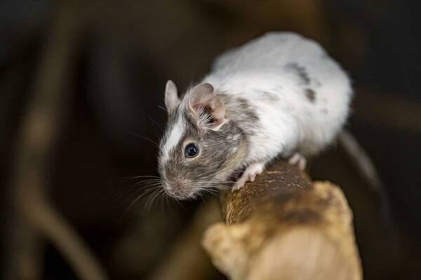 Osmák degu (45 €/rok) | ZOO Bratislava 